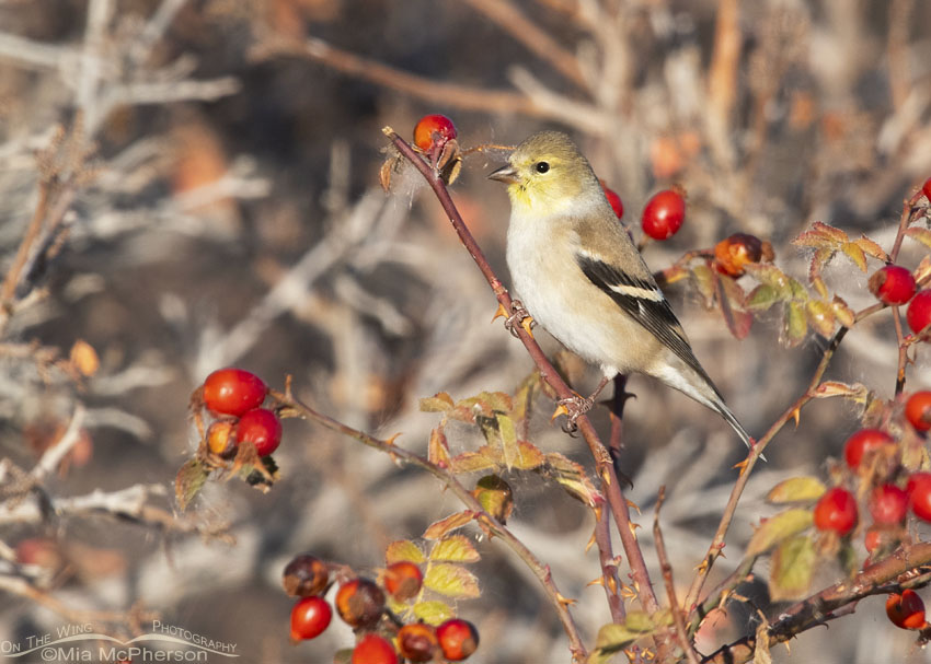 American Goldfinch and rose hips, Box Elder County, Utah