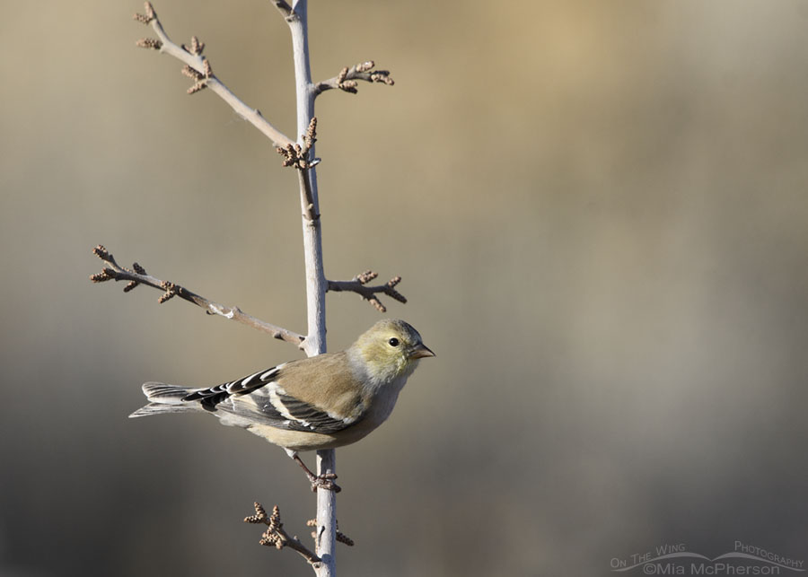 American Goldfinch perched on a leafless sumac, Box Elder County, Utah