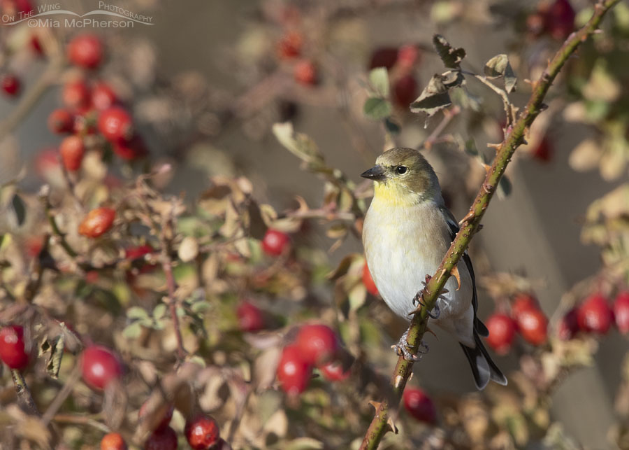 American Goldfinch perched in a wild rose bush, Box Elder County, Utah