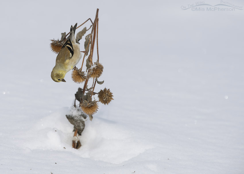 Upside down American Goldfinch in winter, Antelope Island State Park, Davis County, Utah