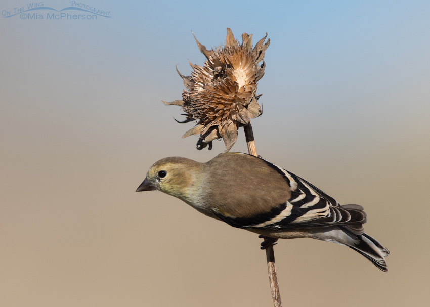 Male American Goldfinch perched on a sunflower, Farmington Bay WMA, Davis County, Utah