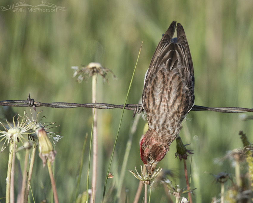 Male Cassin's Finch plucking seeds from Dandelions, Centennial Valley, Beaverhead County, Montana