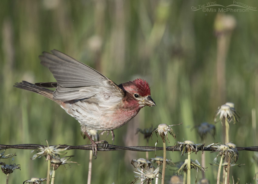 Male Cassin's Finch foraging for Dandelion seeds, Centennial Valley, Beaverhead County, Montana