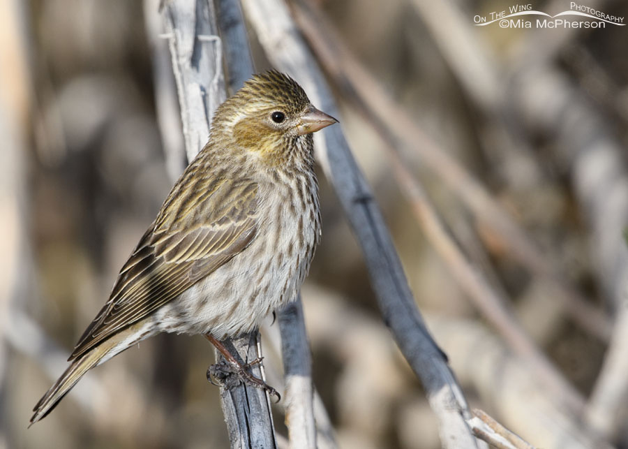 Spring female Cassin's Finch next to a creek, West Desert, Tooele County, Utah