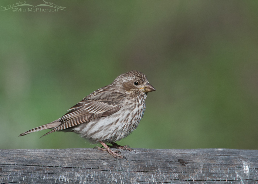 Female Cassin's Finch, Targhee National Forest, Clark County, Idaho