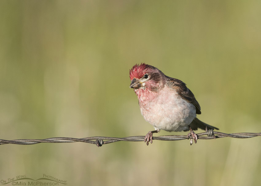 Curious male Cassin's Finch, Centennial Valley, Beaverhead County, Montana