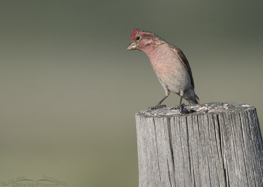 Male Cassin's Finch with his head tilted, Centennial Valley, Beaverhead County, Montana