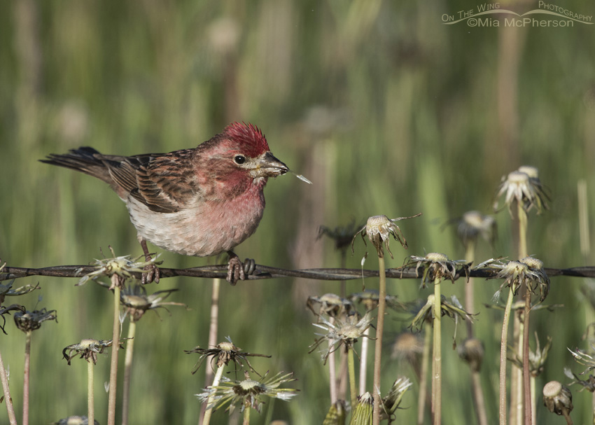 Male Cassin's Finch feeding on Dandelion seeds, Centennial Valley, Beaverhead County, Montana