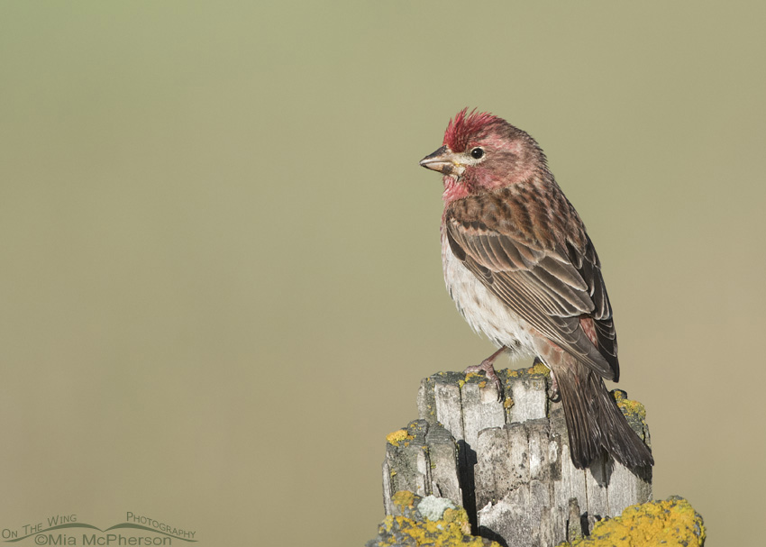 Male Cassin's Finch perched on a lichen covered fence post in the Centennial Valley, Beaverhead County, Montana