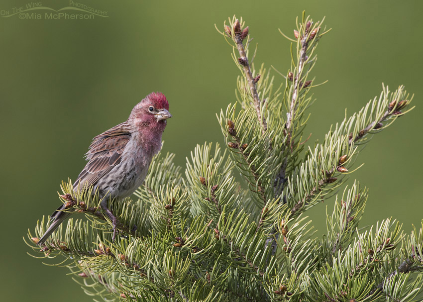 Alert male Cassin's Finch on a conifer, Targhee National Forest, Clark County, Idaho