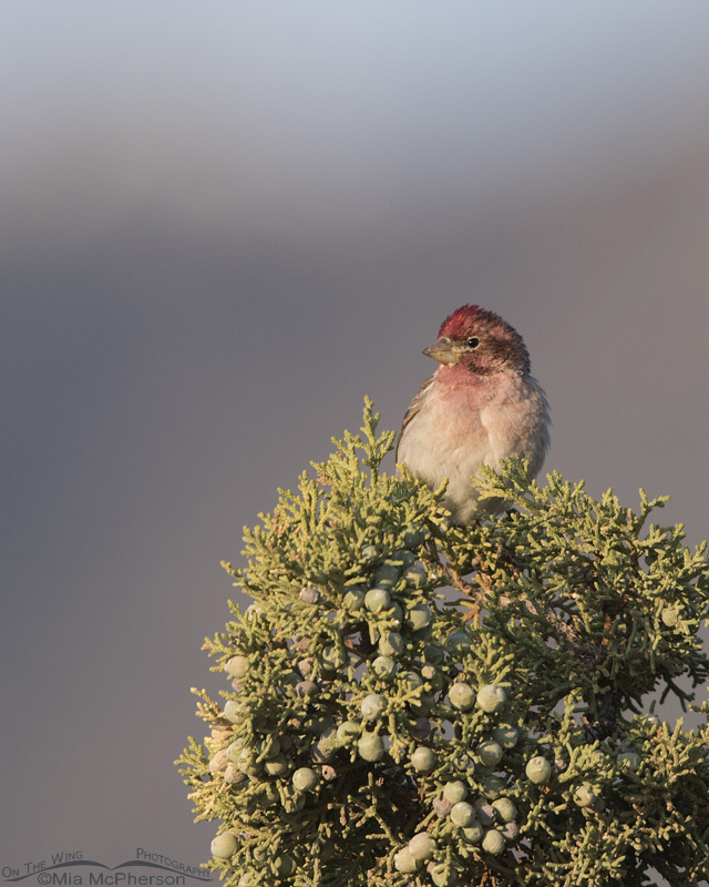 Cassin's Finch on Utah Juniper, West Desert, Tooele County, Utah