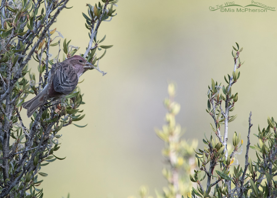 Cassin's Finch with a Mountain Mahogany seed, West Desert, Tooele County, Utah