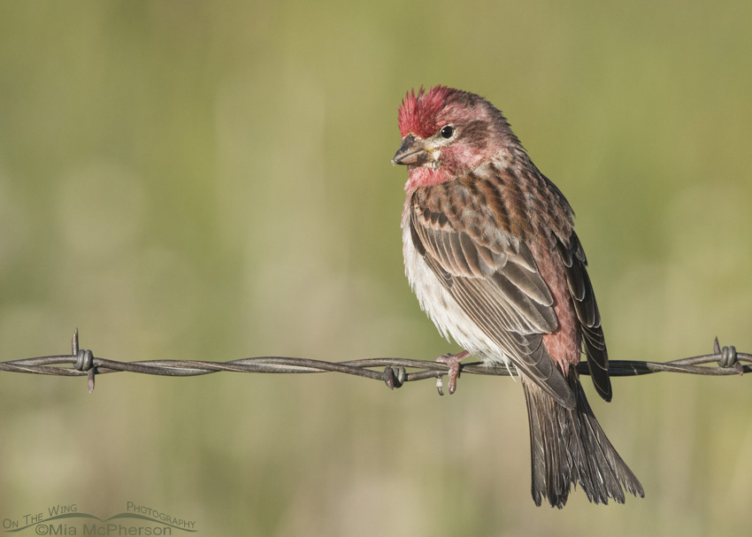 Cassin's Finch male on barbed wire, Centennial Valley, Beaverhead County, Montana