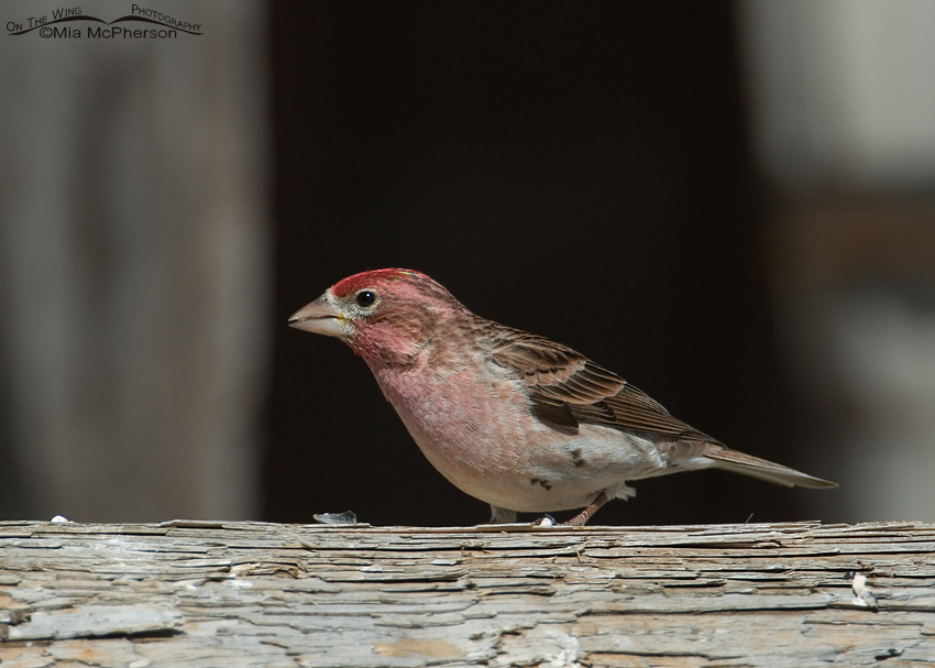 Male Cassin's Finch, Red Rock Lakes National Wildlife Refuge, Centennial Valley, Beaverhead County, Montana