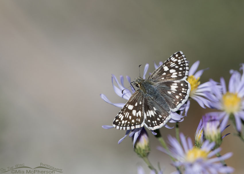 Common Checkered-Skipper on aster, Salt Lake County, Utah