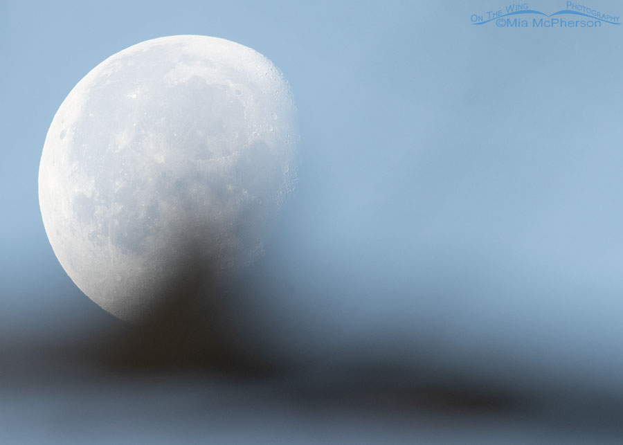 The moon with a Common Nighthawk in front of it, Tishomingo National Wildlife Refuge, Johnston County, Oklahoma