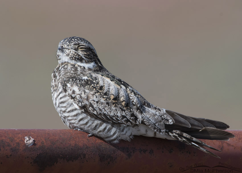 Common Nighthawk adult, Box Elder County, Utah