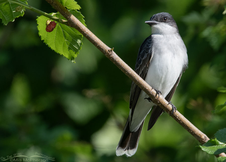 Eastern Kingbird perched in a mulberry, Tishomingo National Wildlife Refuge, Oklahoma
