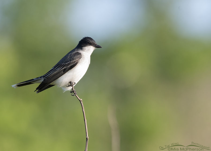 Eastern Kingbird perched on a thin branch, Tishomingo National Wildlife Refuge, Oklahoma