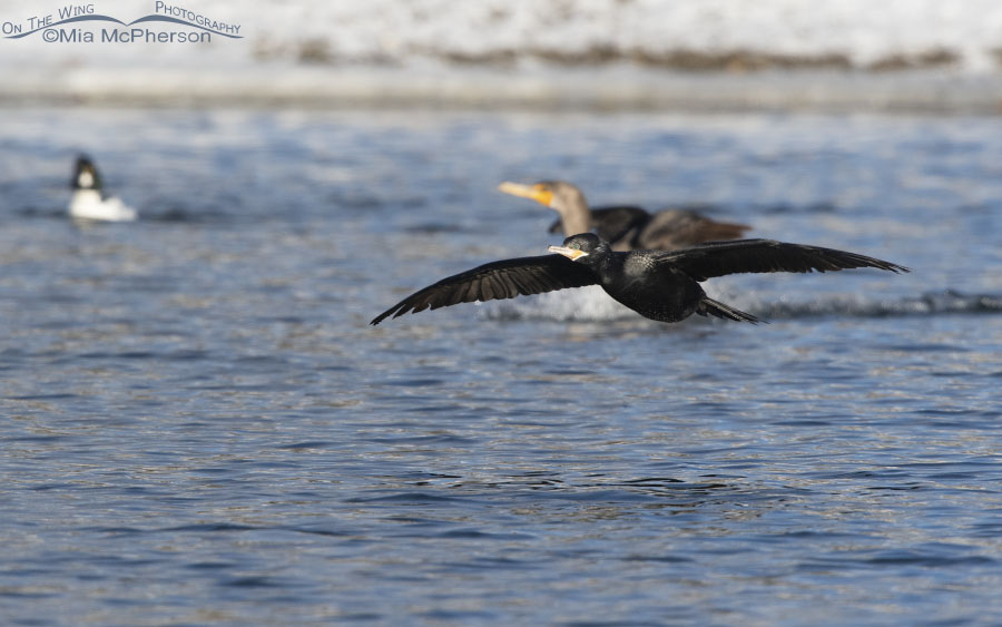 Very late Neotropic Cormorant, Salt Lake County, Utah