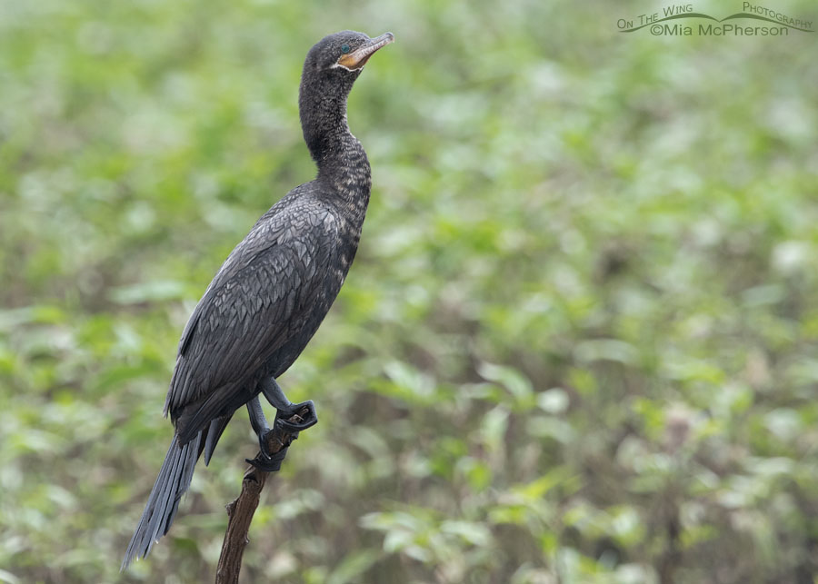 Resting Neotropic Cormorant, Hagerman National Wildlife Refuge, Grayson County, Texas