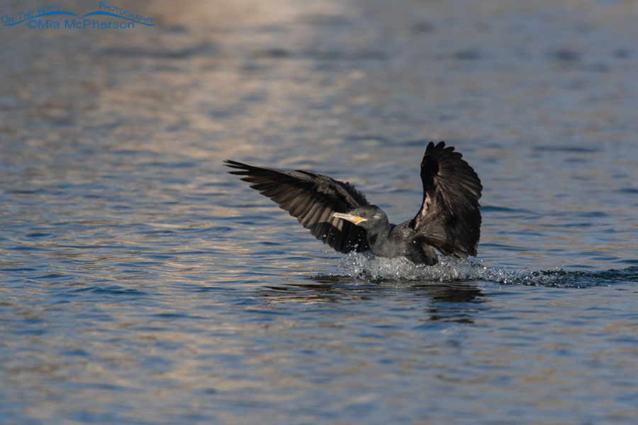 Winter Neotropic Cormorant close to home, Salt Lake County, Utah