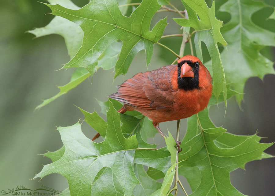Northern Cardinal male about to lift off, Sebastian County, Arkansas