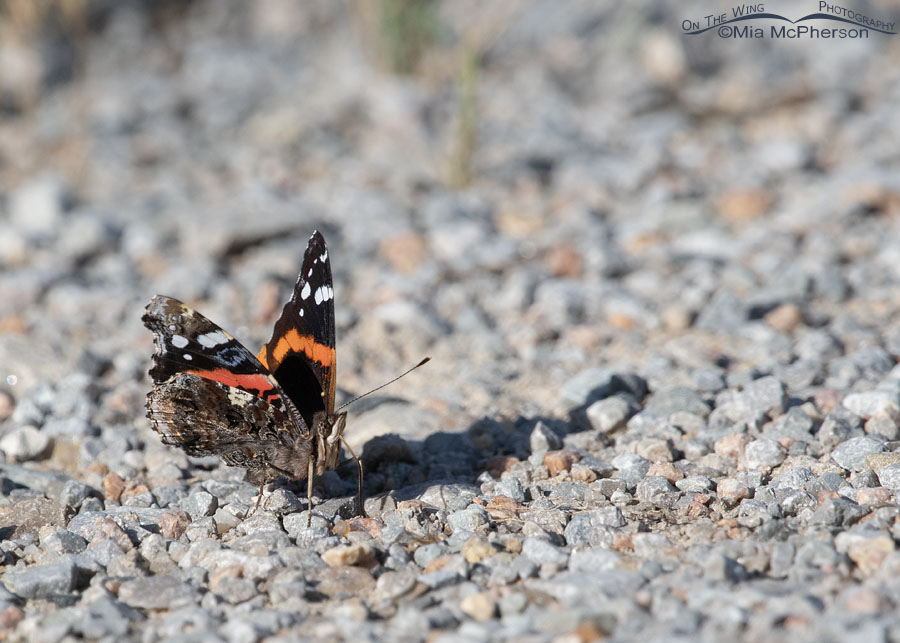 Red Admiral butterfly on the road, Tishomingo National Wildlife Refuge, Johnston County, Oklahoma