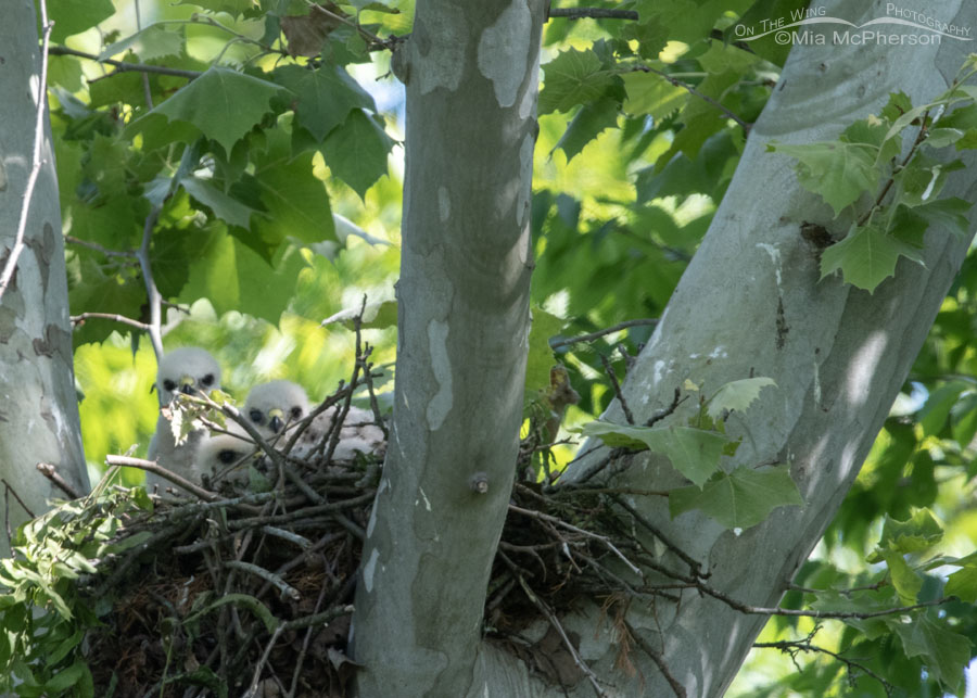 Red-shouldered Hawk chicks in their nest at Tishomingo NWR, Tishomingo National Wildlife Refuge, Oklahoma