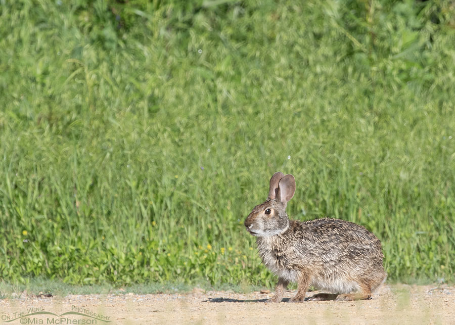 Swamp Rabbit at Tishomingo NWR, Tishomingo National Wildlife Refuge, Johnston County, Oklahoma