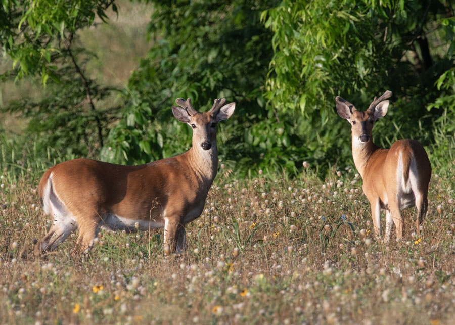 Two White-tailed Deer bucks in velvet at Tishomingo NWR, Tishomingo National Wildlife Refuge, Johnston County, Oklahoma