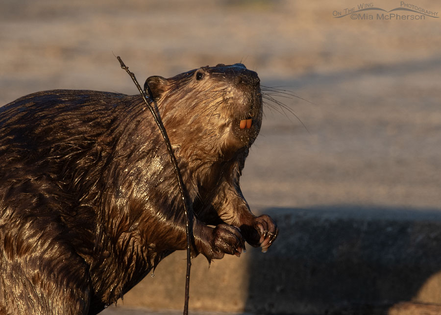 American Beaver and a stick after leaving a creek, Tishomingo National Wildlife Refuge, Oklahoma