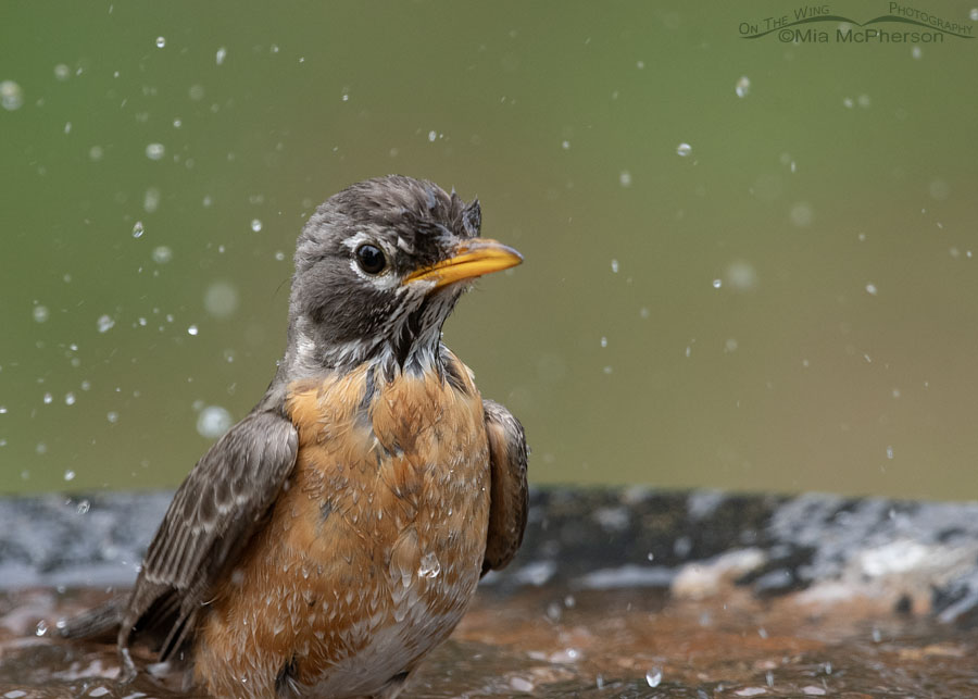 American Robin taking a bath – Mia McPherson's On The Wing Photography