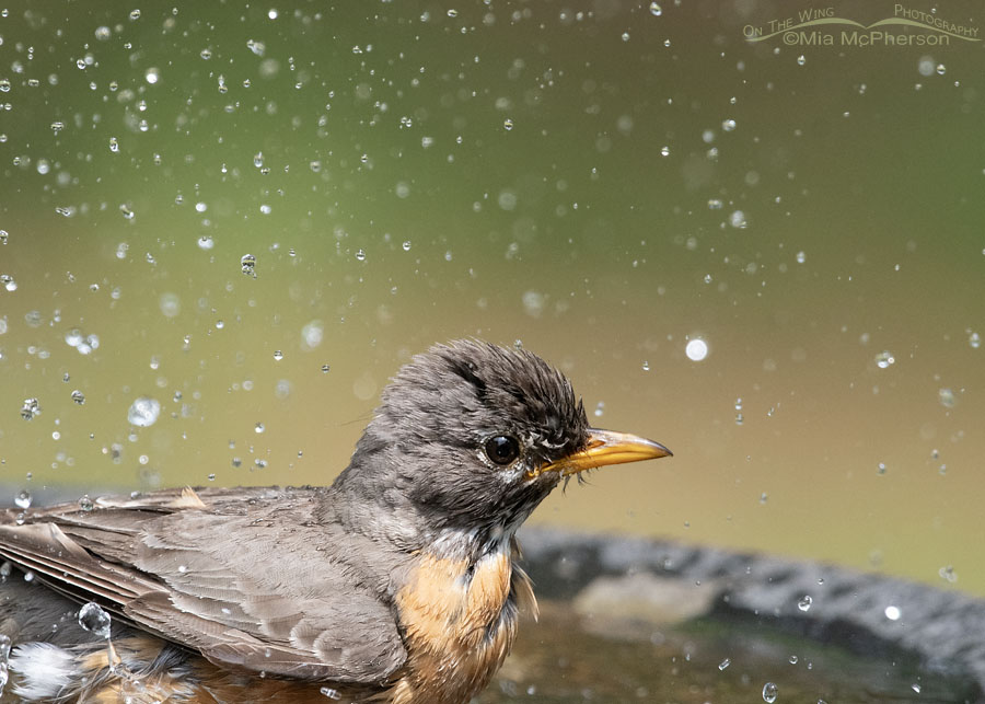 Bathing American Robin in Arkansas, Sebastian County, Arkansas