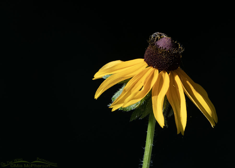 Black-eyed Susan with possible Coneflower Mining Bee, Tishomingo National Wildlife Refuge, Johnston County, Oklahoma