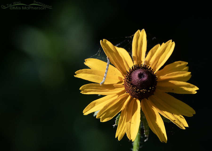 Black-eyed Susan with a tiny caterpillar, Tishomingo National Wildlife Refuge, Johnston County, Oklahoma