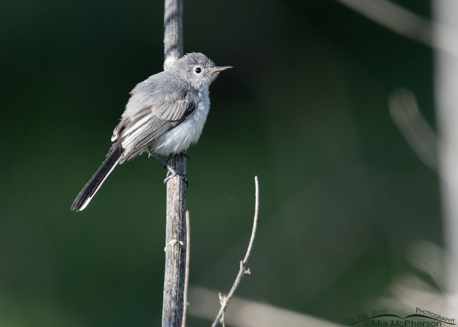Young Blue-gray Gnatcatcher, Tishomingo National Wildlife Refuge, Johnston County, Oklahoma