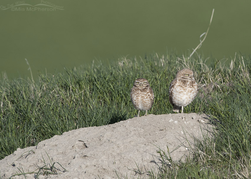 Burrowing Owls on a grassy hill, Box Elder County, Utah