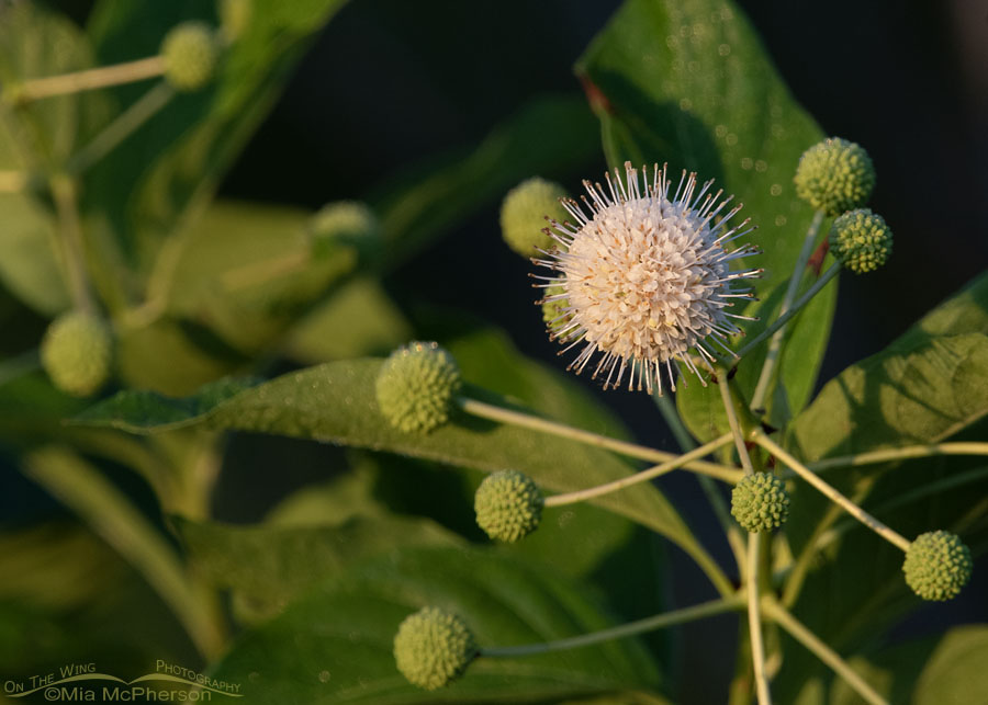 Blooming Buttonbush at Tishomingo NWR, Tishomingo National Wildlife Refuge, Johnston County, Oklahoma