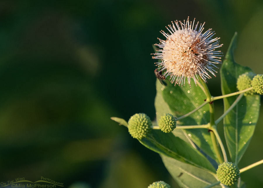 Buttonbush and a fly at Tishomingo National Wildlife Refuge, Johnston County, Oklahoma