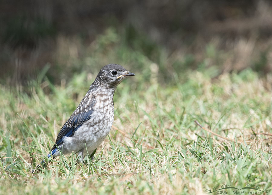 Young Eastern Bluebird foraging on its own, Sebastian County, Arkansas