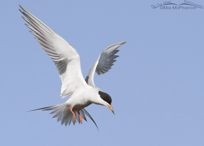 Forster's Tern hovering over prey, Bear River Migratory Bird Refuge, Box Elder County, Utah