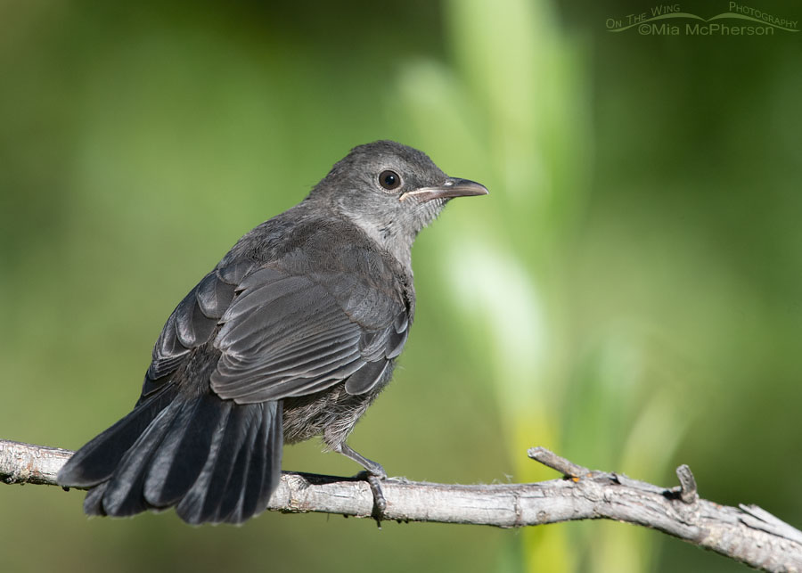 Juvenile Gray Catbird up close, Wasatch Mountains, Summit County, Utah