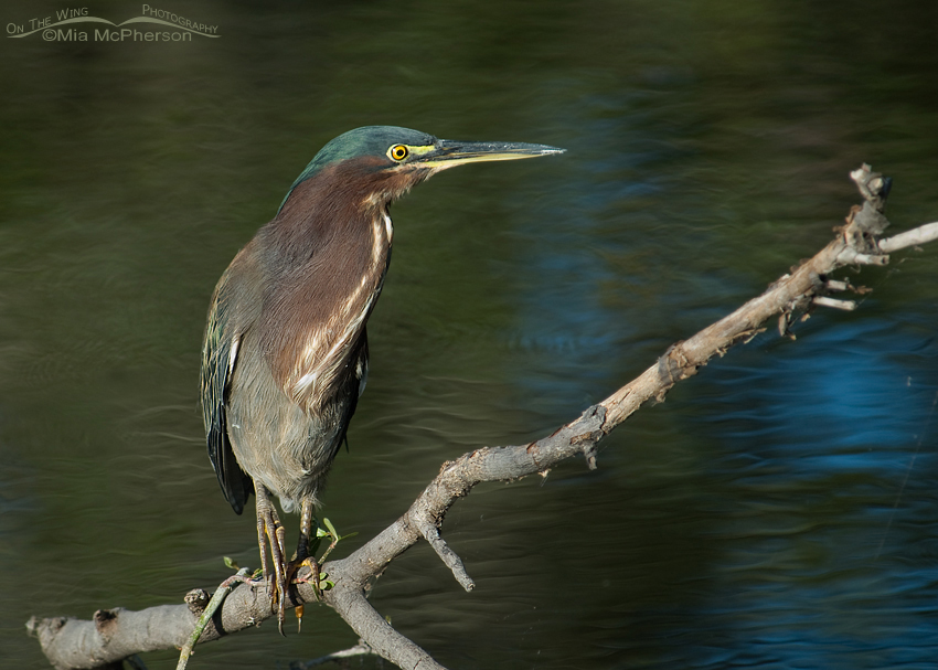 Green Heron at Sawgrass Lake Park, Pinellas County, Florida