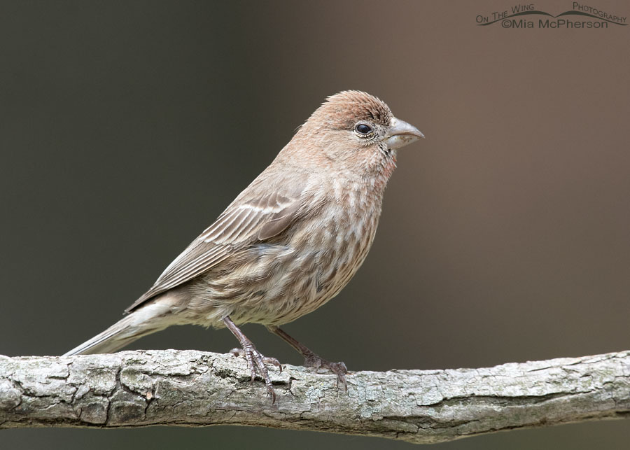 House Finch adult with plumage color variation, Sebastian County, Arkansas