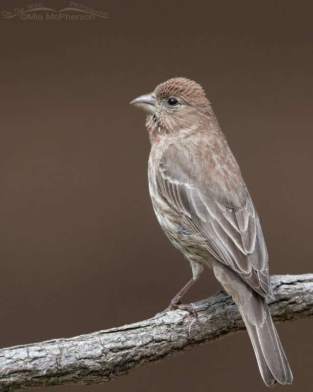 Adult House Finch with odd coloration, Sebastian County, Arkansas