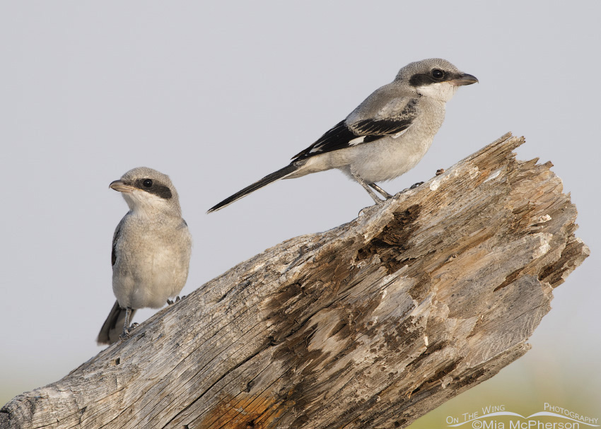 Loggerhead Shrike juveniles on a log on Antelope Island State Park, Davis County, Utah