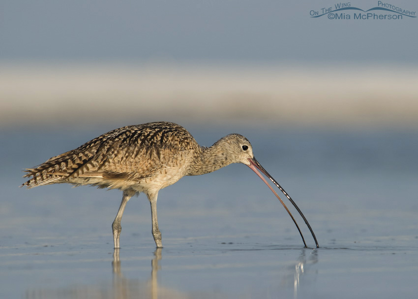 Long-billed Curlew with open bill at Fort De Soto County Park, Pinellas County, Florida