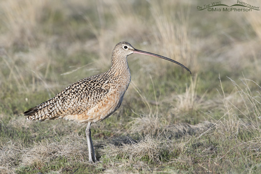 Male Long-billed Curlew in the grasses on Antelope Island, Antelope Island State Park, Davis County, Utah