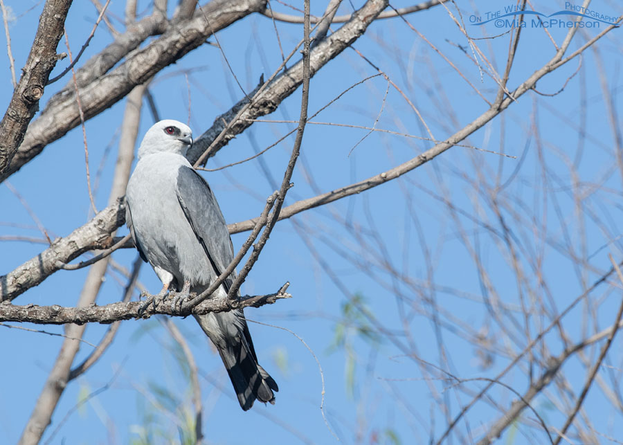 Adult Mississippi Kite in Oklahoma, Tishomingo National Wildlife Refuge, Johnston County